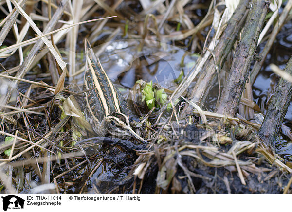 Zwergschnepfe / jack snipe / THA-11014