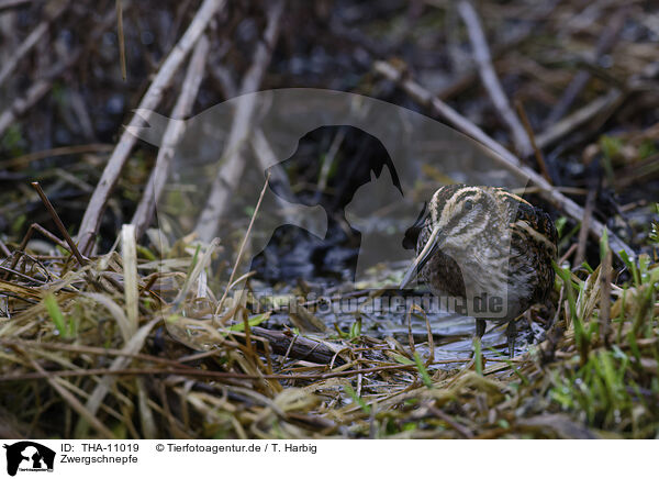 Zwergschnepfe / jack snipe / THA-11019