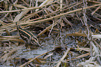 Zwergschnepfe im Wasser