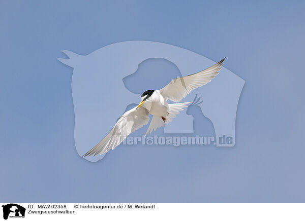 Zwergseeschwalben / little tern / MAW-02358