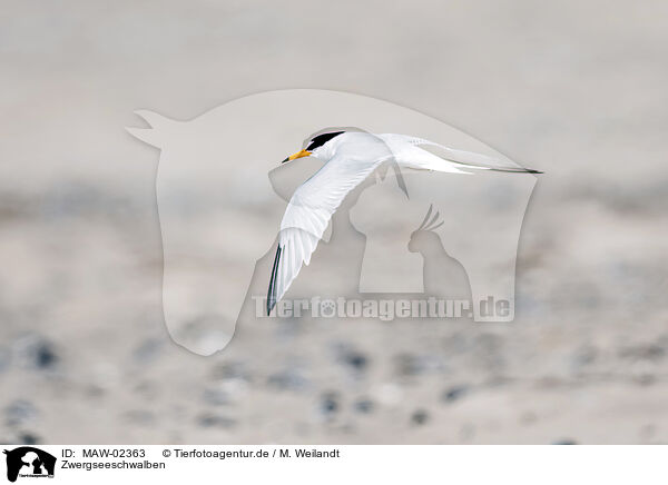 Zwergseeschwalben / little tern / MAW-02363