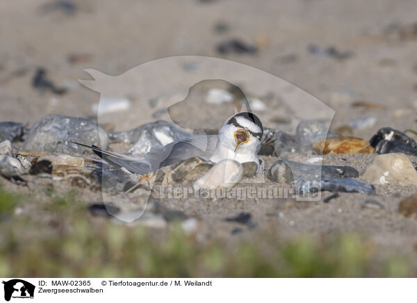 Zwergseeschwalben / little tern / MAW-02365