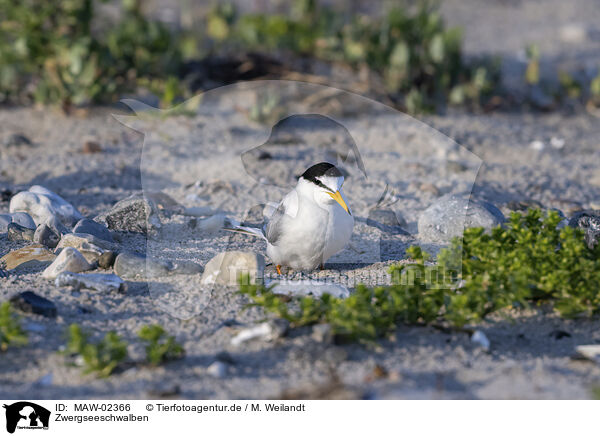 Zwergseeschwalben / little tern / MAW-02366
