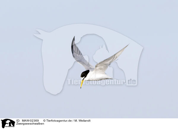 Zwergseeschwalben / little tern / MAW-02369