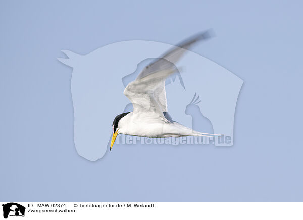Zwergseeschwalben / little tern / MAW-02374