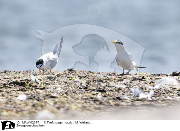 Zwergseeschwalben / little tern / MAW-02377