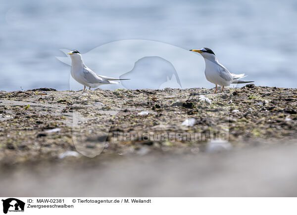 Zwergseeschwalben / little tern / MAW-02381