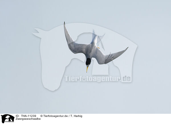 Zwergseeschwalbe / little tern / THA-11239