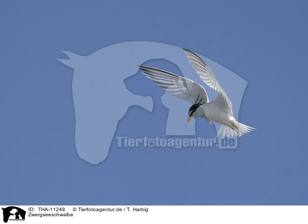 Zwergseeschwalbe / little tern / THA-11248