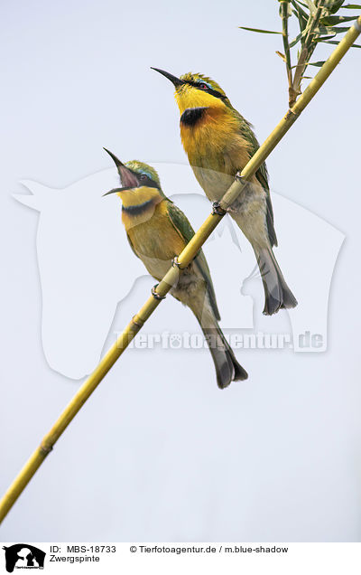 Zwergspinte / little bee-eaters / MBS-18733
