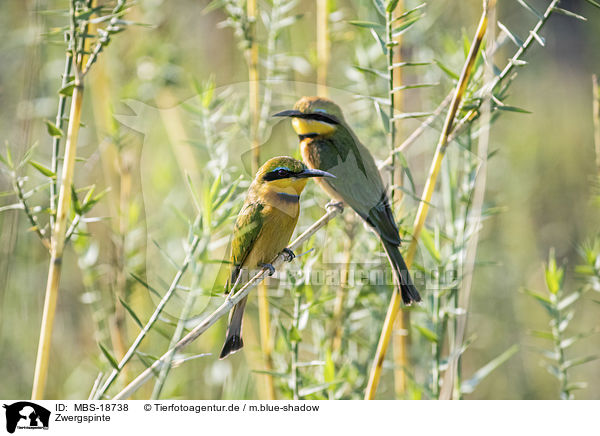 Zwergspinte / little bee-eaters / MBS-18738