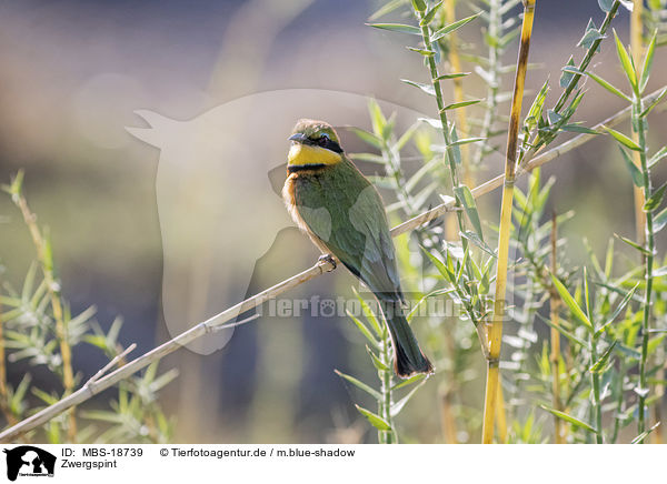 Zwergspint / little bee-eater / MBS-18739