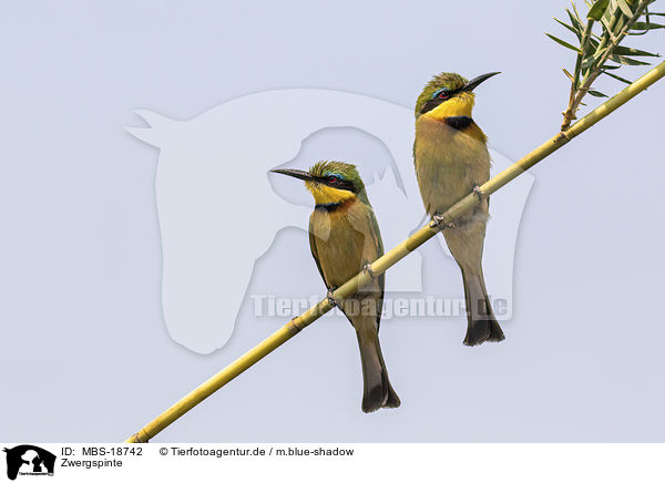 Zwergspinte / little bee-eaters / MBS-18742