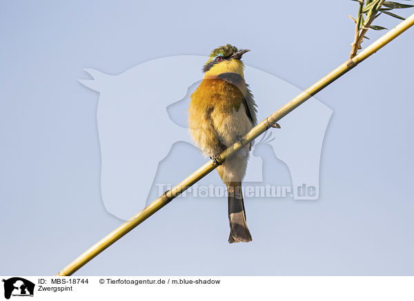 Zwergspint / little bee-eater / MBS-18744