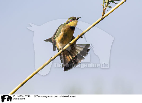 Zwergspint / MBS-18746