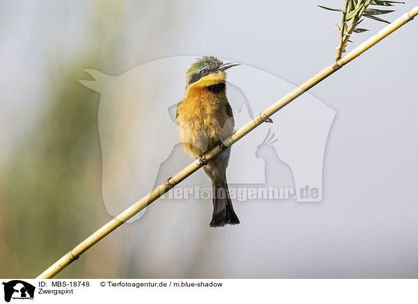 Zwergspint / little bee-eater / MBS-18748