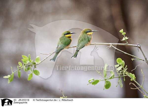 Zwergspinte / little bee-eaters / JR-05318