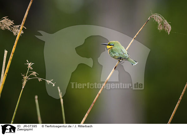 Zwergspint / little bee-eater / JR-07395