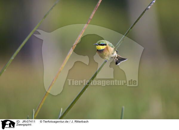 Zwergspint / little bee-eater / JR-07411