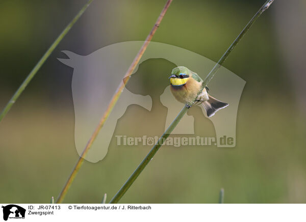 Zwergspint / little bee-eater / JR-07413