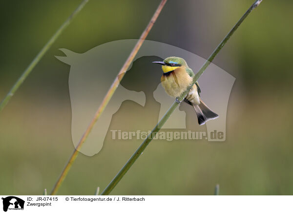 Zwergspint / little bee-eater / JR-07415