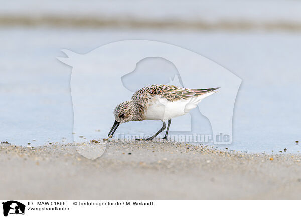 Zwergstrandlufer / little stint / MAW-01866