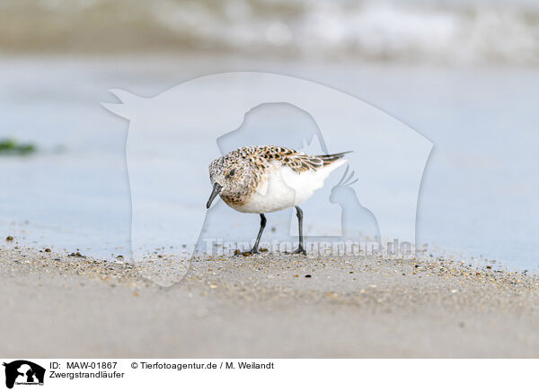 Zwergstrandlufer / MAW-01867
