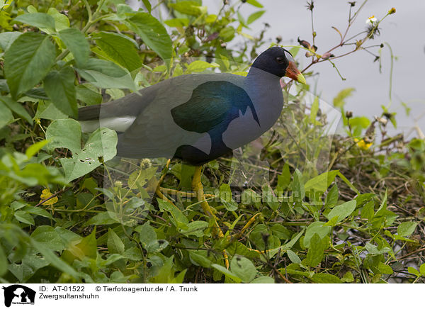 Zwergsultanshuhn / AT-01522