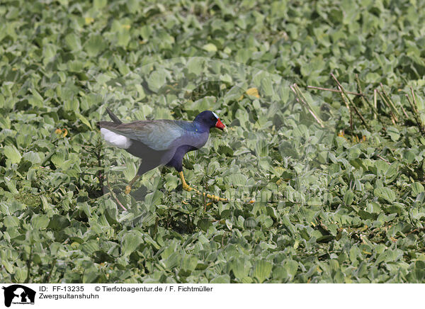 Zwergsultanshuhn / American purple gallinule / FF-13235