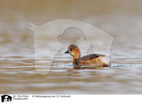 Zwergtaucher / little grebe / DV-01434