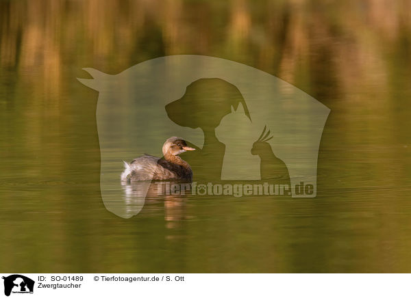 Zwergtaucher / SO-01489