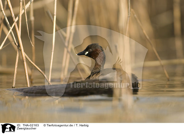 Zwergtaucher / dabchick / THA-02163