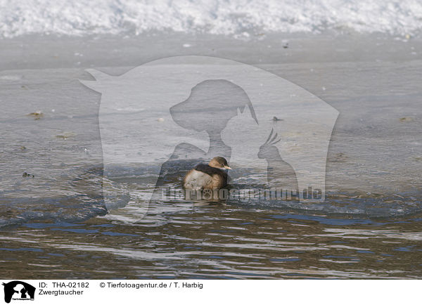 Zwergtaucher / dabchick / THA-02182