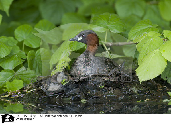 Zwergtaucher / dabchick / THA-04048