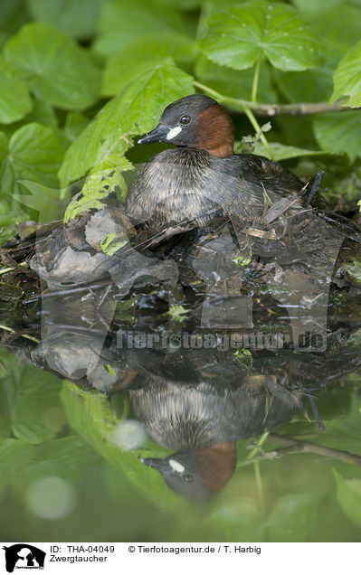 Zwergtaucher / dabchick / THA-04049