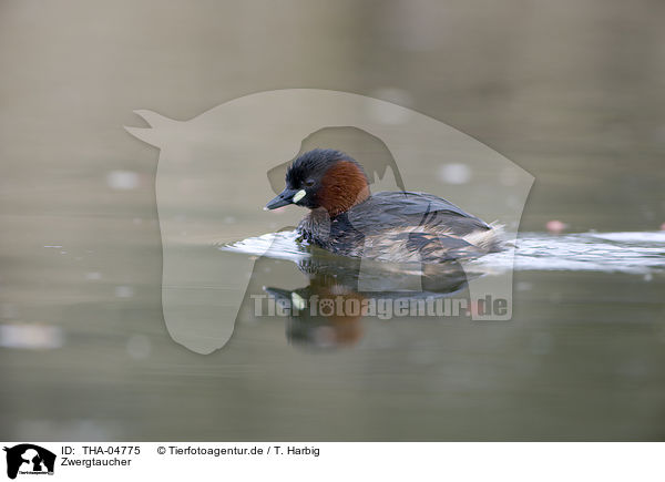 Zwergtaucher / dabchick / THA-04775