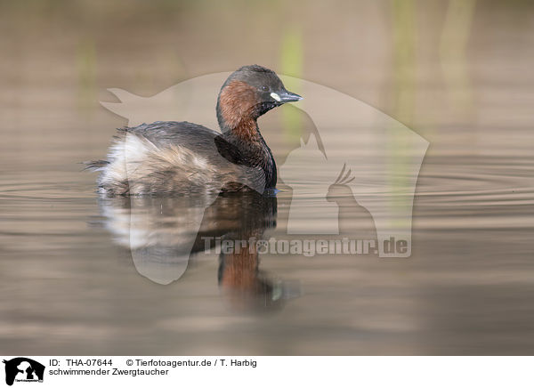 schwimmender Zwergtaucher / swimming Dabchick / THA-07644