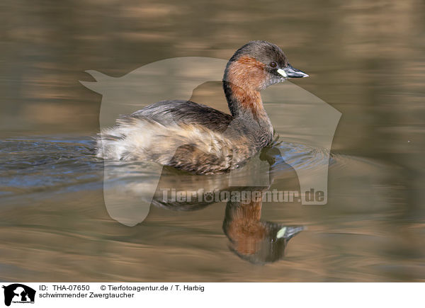 schwimmender Zwergtaucher / THA-07650