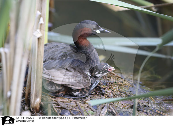 Zwergtaucher / Dabchicks / FF-10228