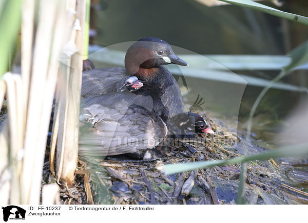 Zwergtaucher / Dabchicks / FF-10237