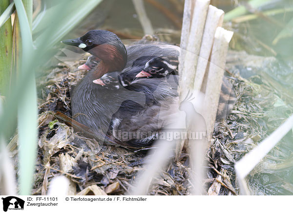 Zwergtaucher / dabchick / FF-11101