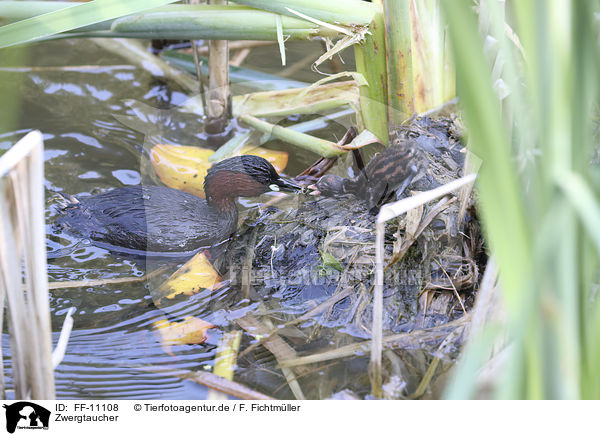 Zwergtaucher / dabchick / FF-11108