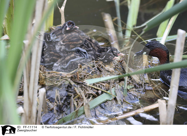 Zwergtaucher / dabchick / FF-11114