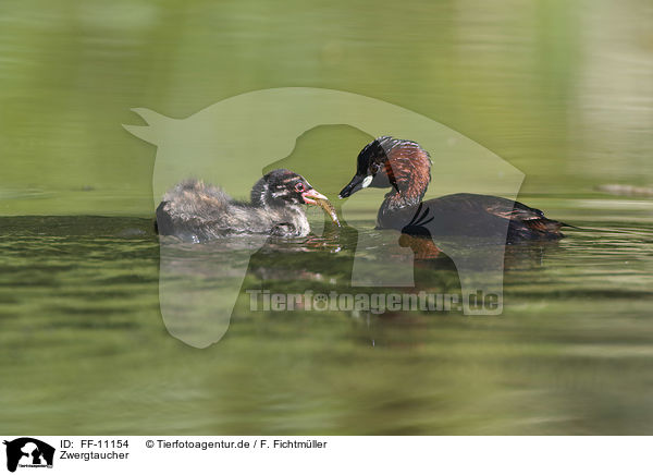 Zwergtaucher / dabchick / FF-11154