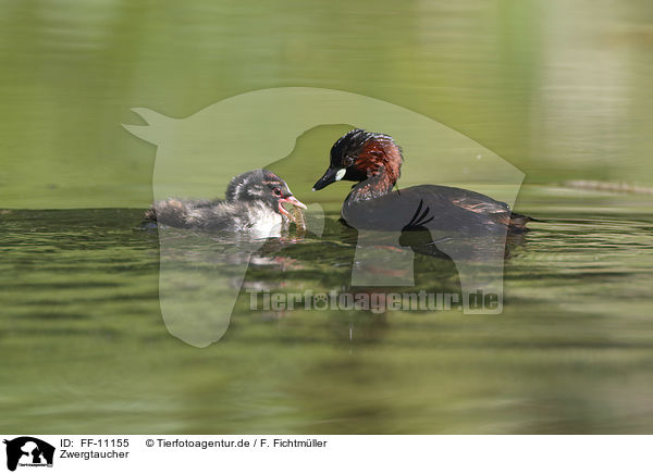 Zwergtaucher / dabchick / FF-11155