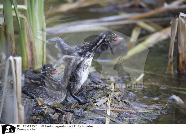 Zwergtaucher / dabchick / FF-11157