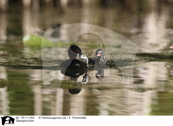 Zwergtaucher / dabchick / FF-11164