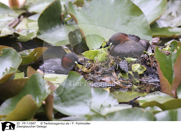 Zwergtaucher Gelege / Little Grebe clutch / FF-11687