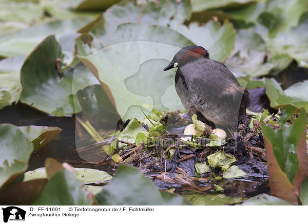 Zwergtaucher Gelege / Little Grebe clutch / FF-11691
