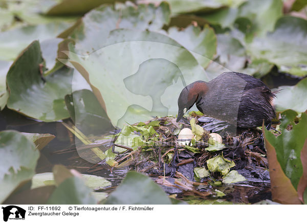 Zwergtaucher Gelege / Little Grebe clutch / FF-11692